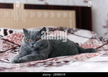 Reinrassige britische Kurzhaarkatze, die auf dem Bett ruht Stockfoto