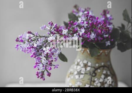 Zweige von frisch blühenden lila Flieder mit grünen Blättern in einer Vase auf einem hellen Tisch in natürlichem Licht Stockfoto