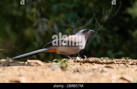 Schöner Vogel, Grauer Baumwipfling (Dendrocitta formosae) Vogel fotografiert in Sattal Stockfoto