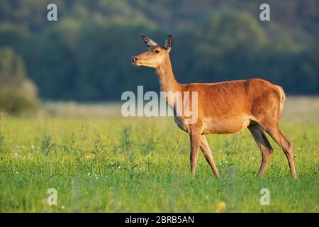 Ungestört neugierig Rotwild, Cervus elaphus, Hind entfernt in der Natur, im Sommer bei Sonnenuntergang mit kopieren. Erholsame Atmosphäre in der Natur mit wilden Stockfoto