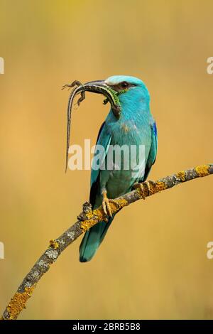 Vorderansicht des Europäischen Roller, coracias garrulus, sitzen auf einer Stange halten gefangen Eidechse im Schnabel im Sommer mit einem trockenen Gras im Hintergrund verschwommen. Stockfoto