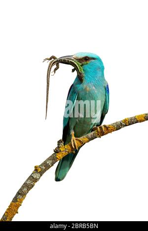 Vorderansicht des Europäischen Roller, coracias garrulus, sitzen auf einer Stange halten gefangen Eidechse im Schnabel bereit mit weißem Hintergrund zu füttern. Aufmerksame Stockfoto