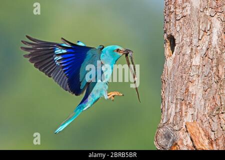 Europäische Roller, Coracias garrulus, Landung auf der Rinde des Baumes im Sommer mit Copyspace. Blue Bird mit einer Schlange im Schnabel von der Seite. Wildes Tier mit Stockfoto