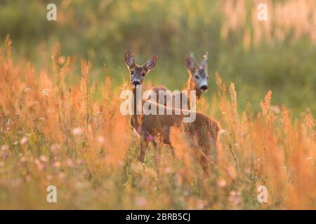 Säugetier-Rehe, Capreolus capreolus, Paar, das in der Brunftzeit von der Seite aus auf der Wiese steht. Männchen und Weibchen wild Tierpaar suchen und wa Stockfoto