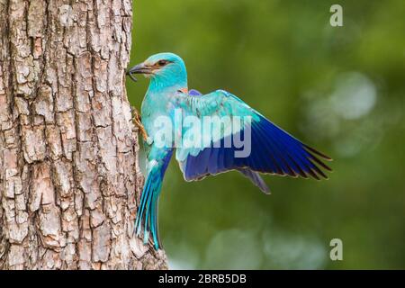 Europäischer Roller, Coracias garrulus, auf Baumrinde im Sommer sitzend mit Platz für Text. Blauer Vogel mit ausgebreiteten Flügeln, die von der Seite auf Fütterung warten Stockfoto