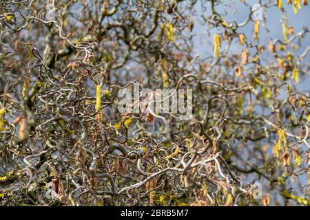 Full Frame detail Shot zeigen viele twisted Haselnuss Zweige im frühen Frühling Stockfoto