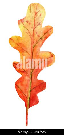 Aquarell herbst Eichenlaub. Eine gefallenen Blätter, Rot-braune Farbe mit Gelb, Orange, Grün, Braun, Ocker, rot Tropfen und Spritzer der Farbe. Isolierte obj Stockfoto