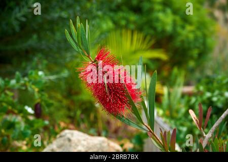 Callistemon, Marimurtra Botanischer Garten in Blanes, Katalonien. Stockfoto