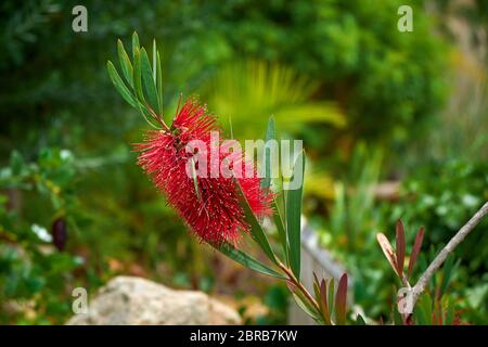 Callistemon, Marimurtra Botanischer Garten in Blanes, Katalonien. Stockfoto