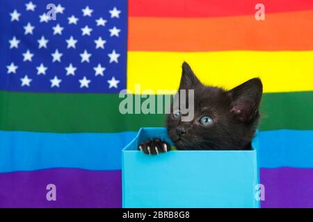 Kleines schwarzes Kätzchen, das in einer hellblauen Schachtel sitzt und zu den linken Zuschauern aufblickt, Pfoten auf der Seite der Schachtel. Gay Stolz amerikanische Flagge im Hintergrund. Kopieren Sie den oberen Bereich Stockfoto