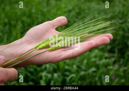 Drei Ähren Weizen oder Gerste in den Händen eines Bauern. Der Bauer schaut sich die bevorstehende Ernte an. Stockfoto