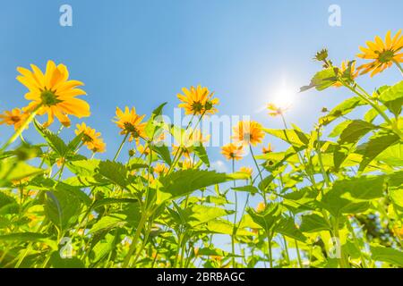 Gelber Kosmos blüht gegen den strahlend blauen Himmel. Idyllische Naturlandschaft, ruhige helle Wiese aus tiefer Sicht. Erstaunliche Naturfarben Stimmung Stockfoto
