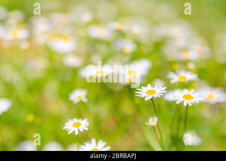 Schönes Feld von Gänseblümchen im Frühling. Verschwommene abstrakte Sommerwiese mit hellen Blüten. Sommer Natur Nahaufnahme, florale Kulisse, friedlich Stockfoto