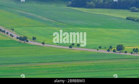 Grüne Feldlandschaft mit Straße und Baumgrenze am sonnigen Frühling Sommertag im Freien. Schöne Landschaft Wiese Feld Landschaft in Hügeln Stockfoto