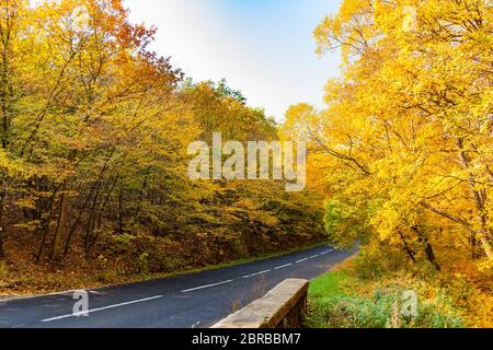 Schöne Straße im herbstlichen Wald. Gelb orange Blätter mit ruhigen saisonalen Naturwald. Ruhiger saisonaler Hintergrund Stockfoto