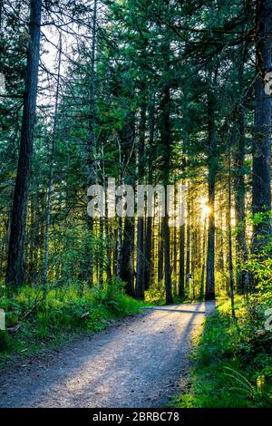 Landschaftlich reizvolle Landschaft mit einem kurvenreichen Wanderweg inmitten des wilden Waldes in Lacamas Washington zieht Touristen mit erstaunlichen Routen mit Höhen und Tiefen usef Stockfoto