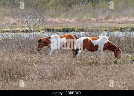 Chincoteague Ponys in einem küstennahen Feuchtgebiet auf Assateague Island National Seashore in Maryland Stockfoto