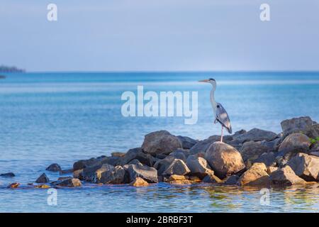 Graureiher am Strand. Malediven Indischer Ozean Jagd nach Fischen aus Felsen Stockfoto