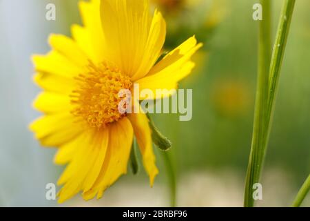 Schöne gelbe Blume im Licht eines sonnigen Tages. Makrofotografie. Geringe Tiefe . selektiver Fokus Stockfoto