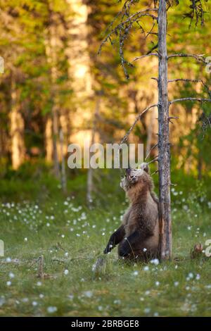 Brown bear Cub kauen trockenen Baumstumpf Zweig auf Sumpf in Nord-ost Finnland im Abend Licht am Ende des Juni 2018. Stockfoto
