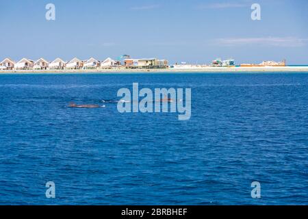 Landschaft auf den Malediven und über Wasser Villen und Bungalows mit Gruppe von Delfinen schwimmen Stockfoto