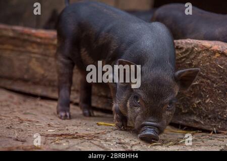 Schwarzes Mini-Schwein der Vietnamesen Rasse auf Stall. Neugieriges kleines Ferkel auf einem Bauernhof, das die Kamera anschaut. Niedliches kleines schwarzes Ferkel. Schwarze Mini-Ferkel eati Stockfoto