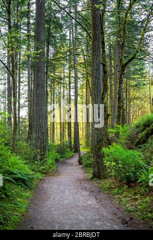 Landschaftlich reizvolle Landschaft mit einem kurvenreichen Wanderweg inmitten des wilden Waldes in Lacamas Washington zieht Touristen mit erstaunlichen Routen mit Höhen und Tiefen usef Stockfoto