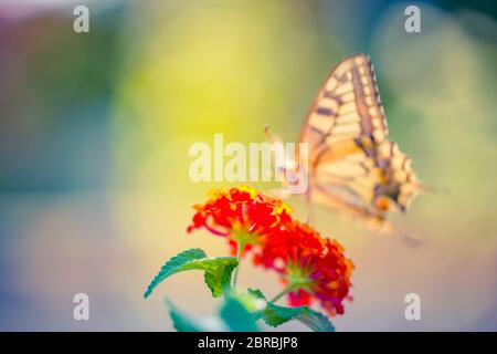 Wilde Blumen von Klee und Schmetterling auf einer Wiese in der Natur in den Sonnenstrahlen im Sommer im Frühjahr Nahaufnahme auf Traum verschwommen Natur Hintergrund Stockfoto