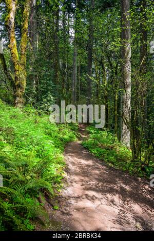 Landschaftlich reizvolle Landschaft mit einem kurvenreichen Wanderweg inmitten des wilden Waldes in Lacamas Washington zieht Touristen mit erstaunlichen Routen mit Höhen und Tiefen usef Stockfoto