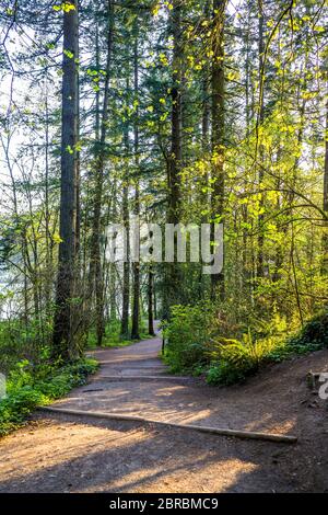 Landschaftlich reizvolle Landschaft mit einem kurvenreichen Wanderweg inmitten des wilden Waldes in Lacamas Washington zieht Touristen mit erstaunlichen Routen mit Höhen und Tiefen usef Stockfoto