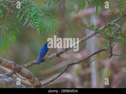 Ein bunter Tickells blauer Fliegenfänger - fotografiert in Nandi Hills (bei Bangalore, Indien) Stockfoto