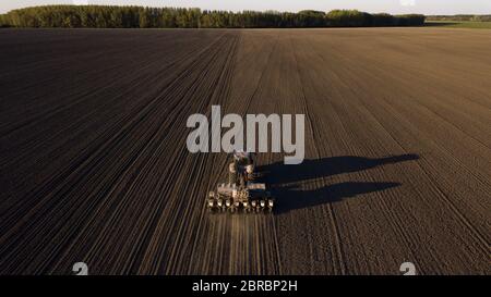 Traktor pflügt, kultiviert den Boden bei Sonnenuntergang. Drohne von oben geschossen. Stockfoto