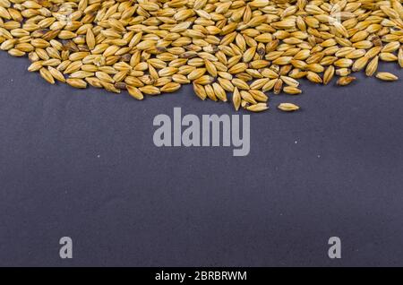 Textur mit Gerstenmalz für Bier, Pale Ale, pilsen. Stockfoto