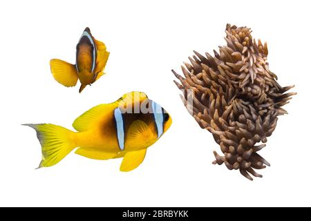 Zwei Orange Clownfish (Anemone Fish) Und Anemone Soft Coral Isoliert Auf Weißem Hintergrund. Ein Paar Leuchtend Gestreifter Marine Tropical Fish, Ausgeschnitten. Unglaublich Stockfoto