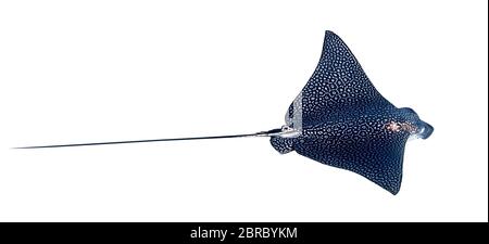 Spotted Eagle Ray (Aetobatus narinari) isoliert auf WEISSEM Hintergrund. Nahaufnahme Des Gefährlichen Unterwasser-Leoparden-Stingray, Der Im Roten Meer, Ägypten, Aufsteigt. Zoll Stockfoto