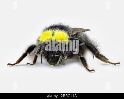 Vorderansicht der schwarzen gelben Hummel, Makro-Studioaufnahme, Nahaufnahme auf weißem Hintergrund Stockfoto