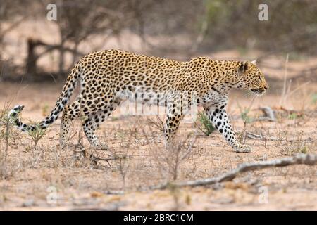 Leopard (Panthera pardus), Erwachsene Hündin, die sich auf eine Beute zuschleicht, Mpumalanga, Südafrika Stockfoto