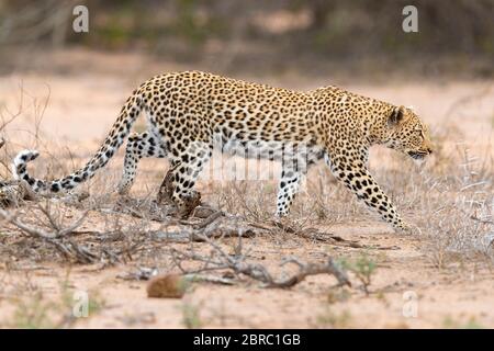 Leopard (Panthera pardus), Erwachsene Hündin, die sich auf eine Beute zuschleicht, Mpumalanga, Südafrika Stockfoto