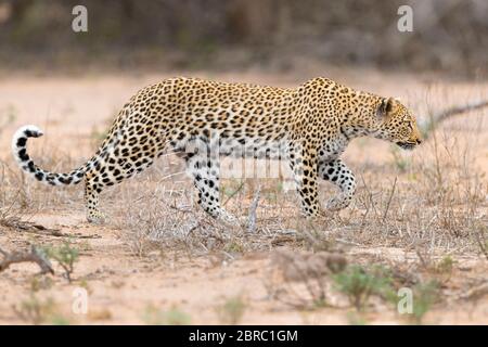 Leopard (Panthera pardus), Erwachsene Hündin, die sich auf eine Beute zuschleicht, Mpumalanga, Südafrika Stockfoto