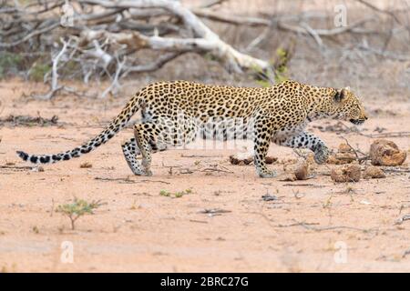 Leopard (Panthera pardus), Erwachsene Hündin, die sich auf eine Beute zuschleicht, Mpumalanga, Südafrika Stockfoto