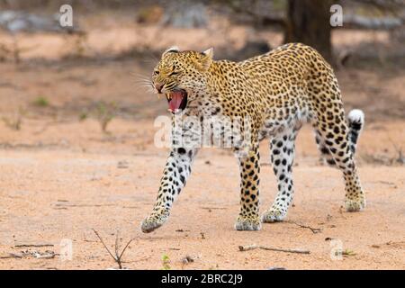 Leopard (Panthera pardus), Erwachsene Frau gähnend, Mpumalanga, Südafrika Stockfoto