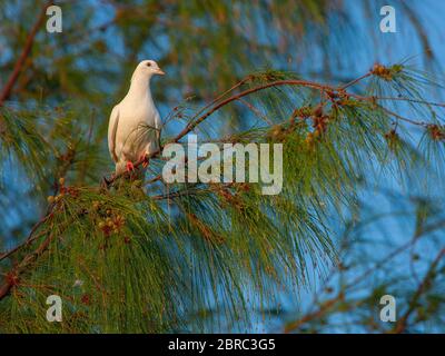 Eine while-color Rock Pigeon sitzt auf Baumwipfel Stockfoto