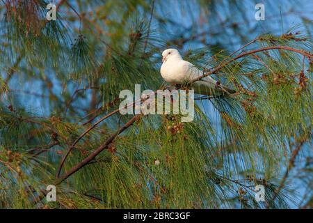 Eine while-color Rock Pigeon sitzt auf Baumwipfel Stockfoto