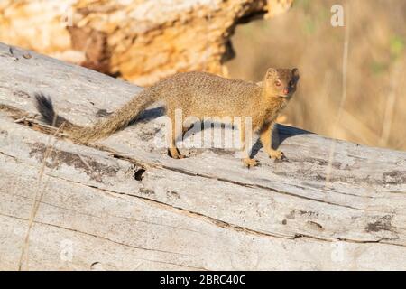 Schlanker Mungo (Galerella sanguinea), Erwachsener, der auf einem alten Stamm steht, Mumalanga, Südafrika Stockfoto