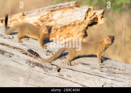 Schlanker Mungo (Galerella sanguinea), zwei Erwachsene auf einem alten Stamm, Mpumalanga, Südafrika Stockfoto