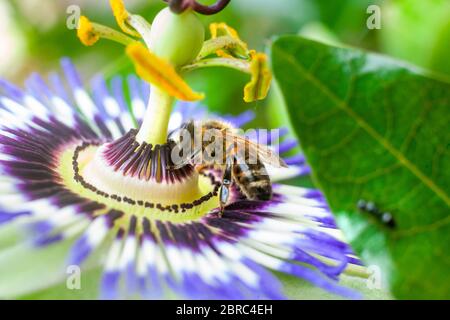 Makro-Foto von Bee schleichen auf süße Granadilla Blume Stockfoto