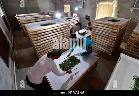 (200521) -- LUZHAI, 21. Mai 2020 (Xinhua) -- Dorfbewohner füttert Seidenraupen im Dorf Panlong im Landkreis Luzhai, Stadt Liuzhou, Südchinesische Autonome Region Guangxi Zhuang, 18. Mai 2020. In den letzten Jahren hat Luzhai County seine charakteristischen Industrien in Armutsbekämpfung Bemühungen gestärkt. Etwa 89 Prozent der von Armut betroffenen Haushalte im Landkreis Luzhai sind in charakteristischen Industrien tätig, darunter Pflanzung und Tierhaltung. Von 2016 bis 2019 haben alle 22 von Armut betroffenen Dörfer im Landkreis Luzhai die Armut abgestellt, wobei die Zahl der verarmten Bewohner des Landkreises abnimmt Stockfoto