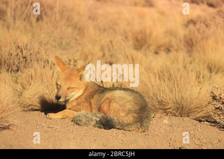 Ein Andenfuchs, der sich auf dem Feld der Atacama Wüste, Altiplano von Nord-Chile, Südamerika sonnt Stockfoto