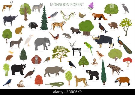 Monsun Wald Biom, natürliche Region Infografik. Terrestrische Ökosystemkarte. Tiere, Vögel und Vegetationen Design-Set. Vektorgrafik Stock Vektor