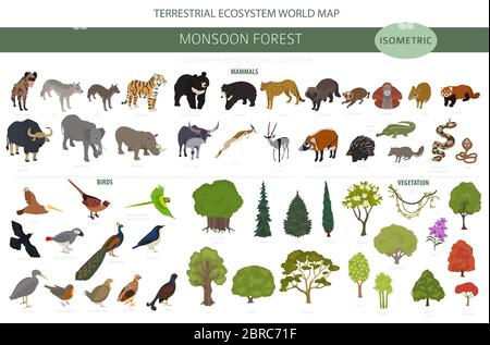 Monsun Wald Biom, natürliche Region Infografik. Terrestrische Ökosystemkarte. Tiere, Vögel und Vegetationen isometrisches Design-Set. Vektor illustrer Stock Vektor